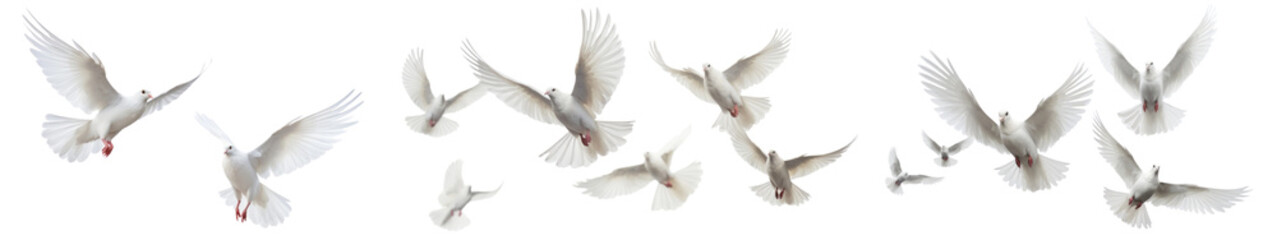 Obraz premium PNG Dove photo set on transparent background