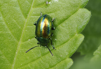 Prächtiger Blattkäfer oder Goldglänzender Blattkäfer (Chrysolina fastuosa) © Lothar Lenz