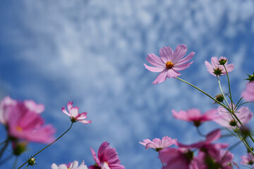 Obraz premium 秋の雲に彩られるコスモス