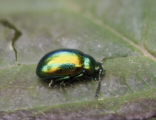 Prächtiger Blattkäfer oder Goldglänzender Blattkäfer (Chrysolina fastuosa) © Lothar Lenz