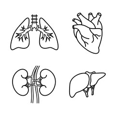 Heart, kidney, lung, and liver organs icon. Collection of outline stroke illustration of human organs.