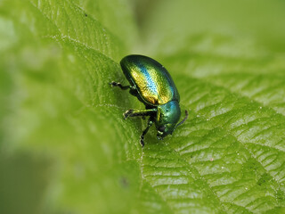 Prächtiger Blattkäfer oder Goldglänzender Blattkäfer (Chrysolina fastuosa) © Lothar Lenz