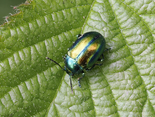 Prächtiger Blattkäfer oder Goldglänzender Blattkäfer (Chrysolina fastuosa) © Lothar Lenz