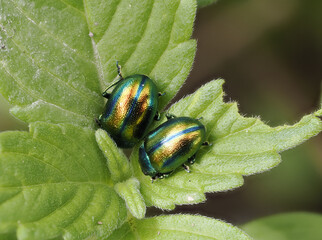 Prächtiger Blattkäfer oder Goldglänzender Blattkäfer (Chrysolina fastuosa) © Lothar Lenz