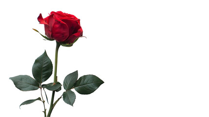Fototapeta premium Rose isolated on a transparent background