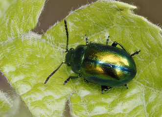Prächtiger Blattkäfer oder Goldglänzender Blattkäfer (Chrysolina fastuosa) © Lothar Lenz