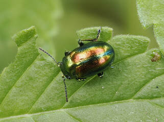 Prächtiger Blattkäfer oder Goldglänzender Blattkäfer (Chrysolina fastuosa) © Lothar Lenz