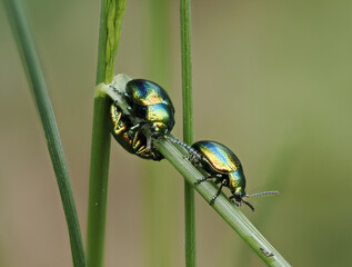 Prächtiger Blattkäfer oder Goldglänzender Blattkäfer (Chrysolina fastuosa) © Lothar Lenz