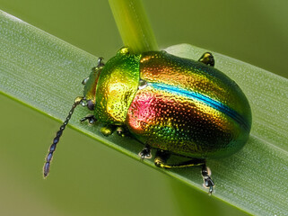 Prächtiger Blattkäfer oder Goldglänzender Blattkäfer (Chrysolina fastuosa) © Lothar Lenz