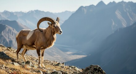 Fototapeta premium Majestic bighorn sheep in mountainous terrain at sunrise