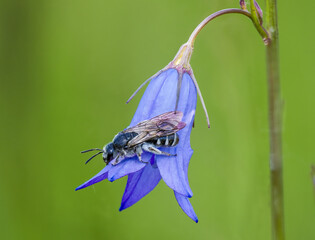 Spargel-Schmalbiene (Lasioglossum sexnotatum)