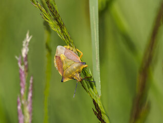 Gelber Enak (Carpocoris fuscispinus)