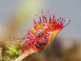 Rundblättriger Sonnentau (Drosera rotundifolia)
