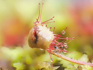 Rundblättriger Sonnentau (Drosera rotundifolia)
