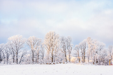 Obraz premium Frosty trees by a snowy field in the countryside