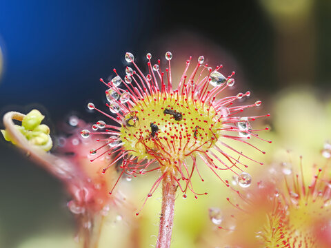 Rundbl&auml;ttriger Sonnentau (Drosera rotundifolia)