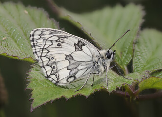 Obraz premium Schachbrett oder auch Damenbrett (Melanargia galathea)