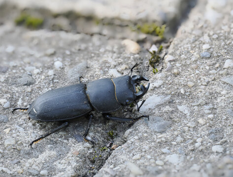 Balkenschr&ouml;ter (Dorcus parallelipipedus)
