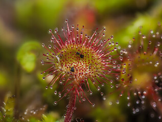 Rundblättriger Sonnentau (Drosera rotundifolia)