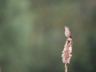 Rohrschwirl (Locustella luscinioides)