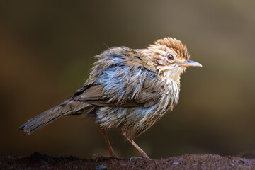 Puff-throated babbler was seating near pond. 