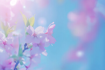 Delicate spring landscape with blooming cherry trees in a quiet park, sakura branches against the background 