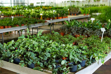 Green plants growing in flowerpots at glasshouse farm