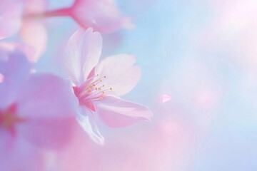 Photo background with delicate spring petals of cherry, apple, sakura