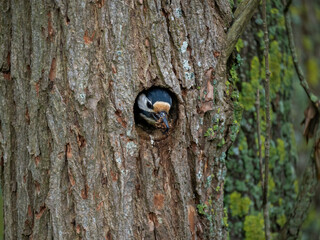 Buntspecht&nbsp;(Dendrocopos major)
