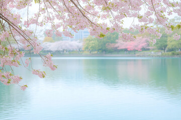 Delicate spring landscape with blooming cherry trees in a quiet park, sakura branches against the background of lake water