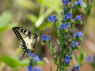 Schwalbenschwanz (Papilio machaon)