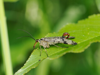 Gemeine Skorpionsfliege (Panorpa communis)