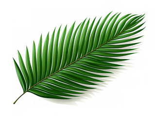 Obraz premium Attractive Tropical coconut leaf isolated on white background