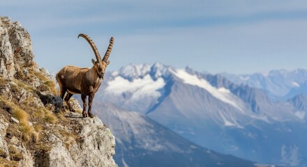 Majestic alpine ibex posing on rocky mountain edge with snowy peaks in background