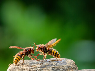 Hornisse (Vespa crabro) Königinnen Begegnung