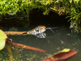 Barrenringelnatter (Natrix helvetica)