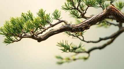 Fototapeta premium Graceful yew tree branches display delicate green needles and intricate leaf formations against a minimalist backdrop, emphasizing the textured bark.