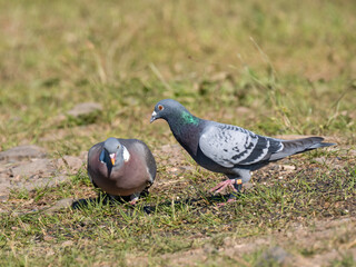 Brieftaube, Haustaube