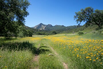 Obraz premium Vibrant Wildflower Meadow with Mountains Under Clear Blue Sky