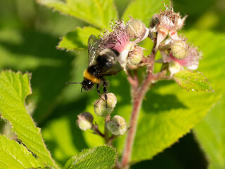 Wald-Kuckuckshummel (Bombus sylvestris)