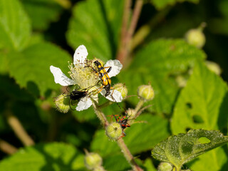 Käfer auf Brombeerblüten