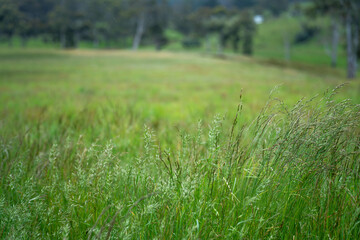 long native grasses on a regenerative agricultural farm. pasture in a grassland in the bush in...