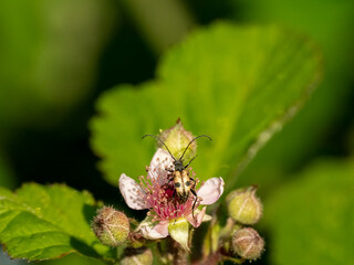 Gefleckter Schmalbock (Rutpela maculata)
