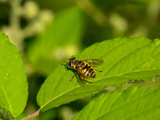 Totenkopfschwebfliege,  auch Gemeine Dolden-Schwebfliege genannt, (Myathropa florea)