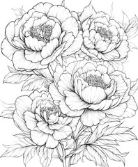 Fototapeta premium Coloring page of a bouquet with three large, detailed peonies in full bloom