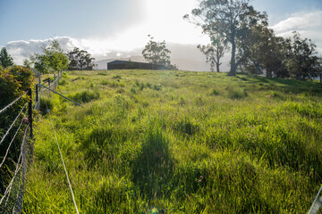 long native grasses on a regenerative agricultural farm. pasture in a grassland in the bush in australia in spring in australia at dusk © Phoebe
