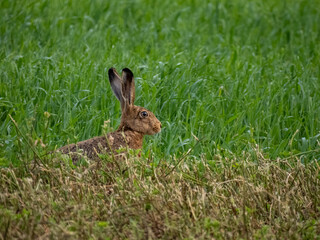 Feldhase (Lepus europaeus)