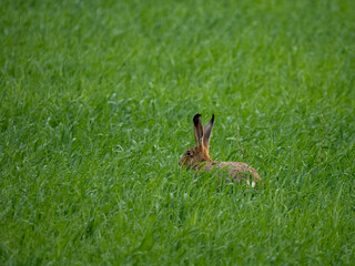 Feldhase (Lepus europaeus)
