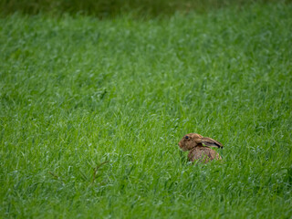 Feldhase (Lepus europaeus)