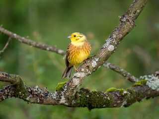 Goldammer (Emberiza citrinella)